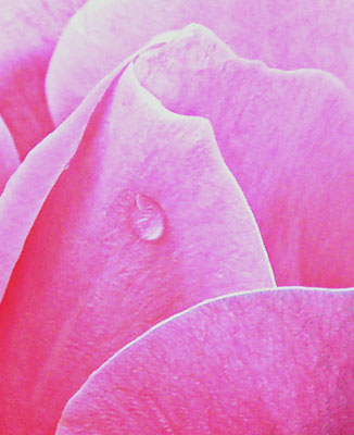 pink rose dewdrop closeup