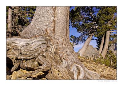 The Tree of Life