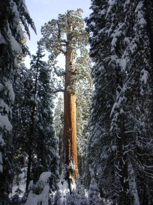 General Grant - Sequoia Tree (Redwoods)