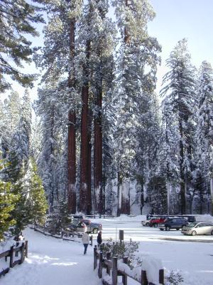 Kings Canyon - Sequoia Trees