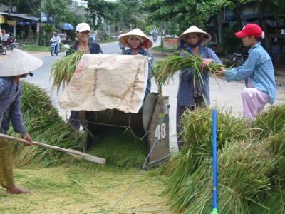 Threshing rice in the middle of an intersection, Forest asked these people and apparently they said they make like a dollar a day or so.