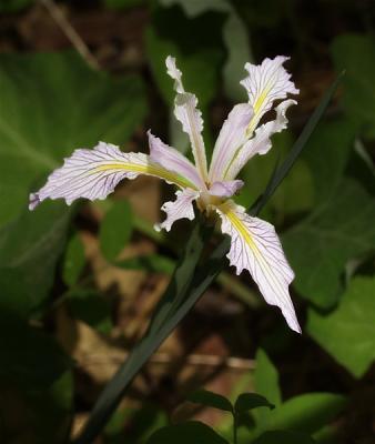 Wawona Lily