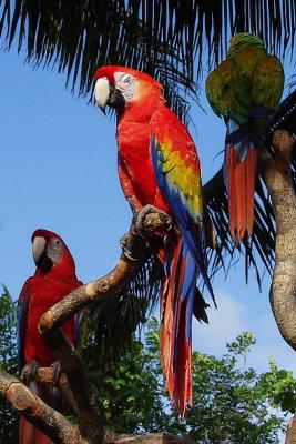 u36/pam_r/medium/23591441.P9037082Parrots2.jpg