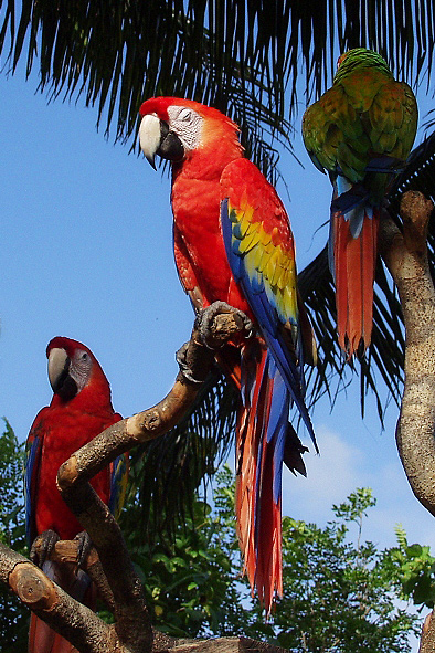 Trio