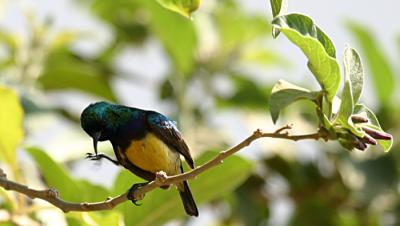 Sunbird2