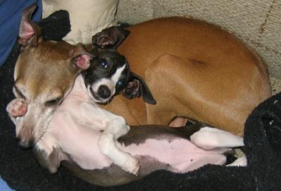 daisys dogs.JPG