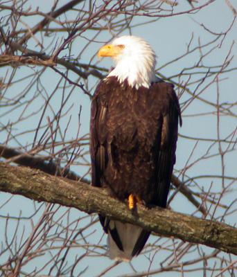 Bald Eagle, Eastern Neck NWR, Kent Co, MD