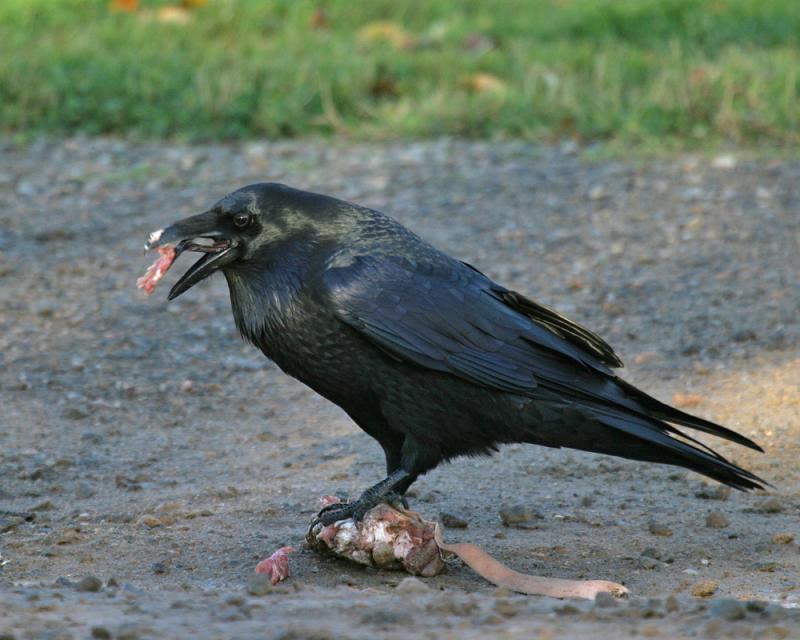 A bit dark but shows Ravens tongue