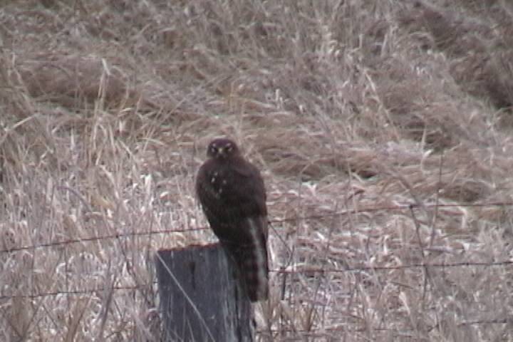 hawk1a.jpg
