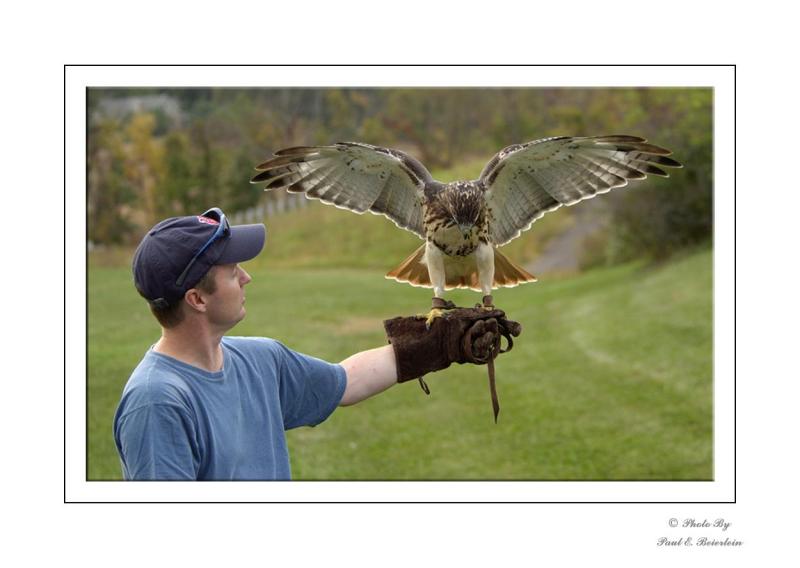 Red Tail Hawk
