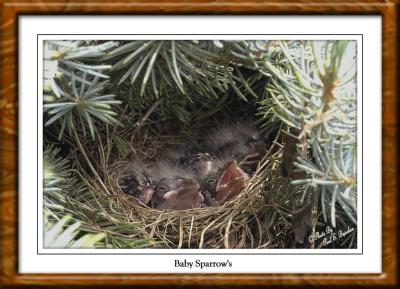 Baby Sparrow 00 copy.tif