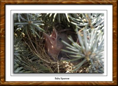 Baby Sparrow copy.tif