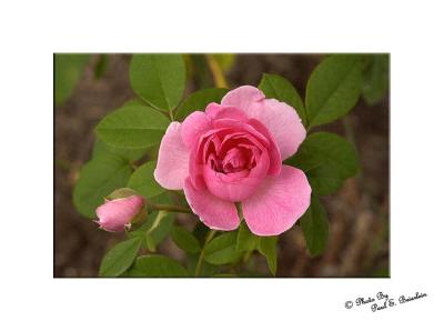 Pink Rose - copy.tif