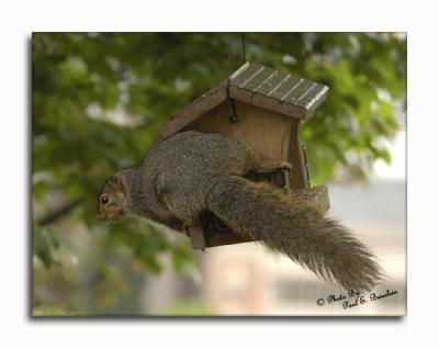 Red Squirrel copy.tif