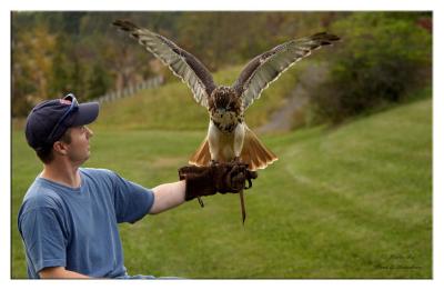 Red Tail Hawk