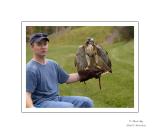 Red Tail Hawk