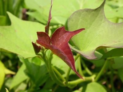 Leaf from a Sweet Potato Vine