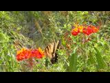 Giant Swallowtail