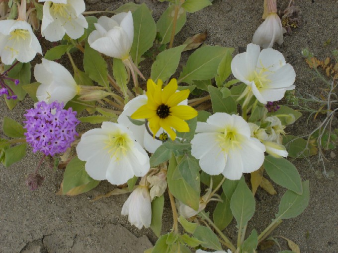 Three Desert Flowers