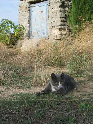 Minouche (original comme nom)