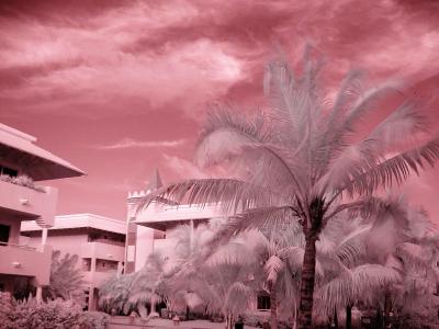 Palms with Buildings