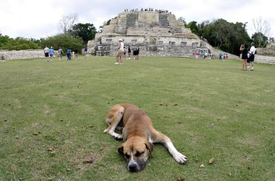 BelizeDog.jpg