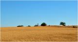 Wheat and Barley Fields for miles