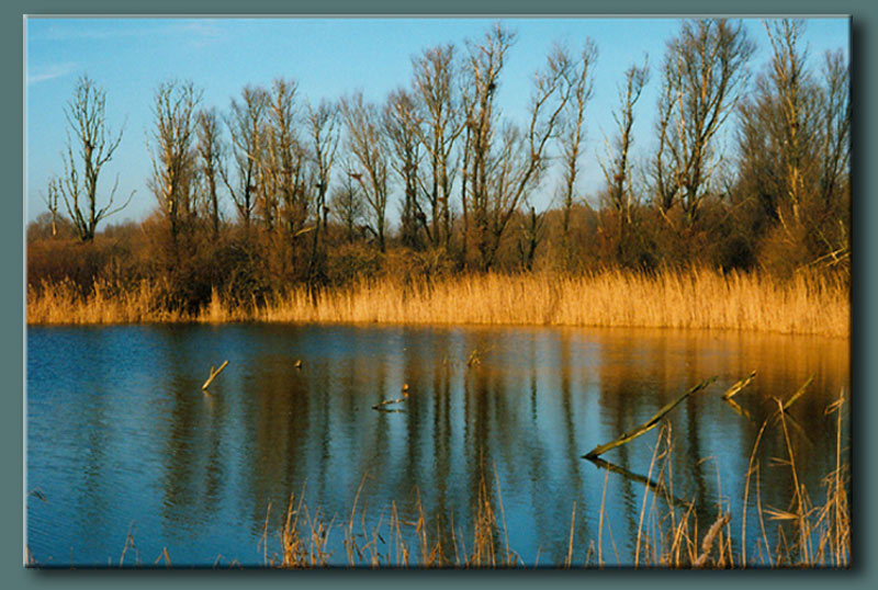 Wetlands Near Almere