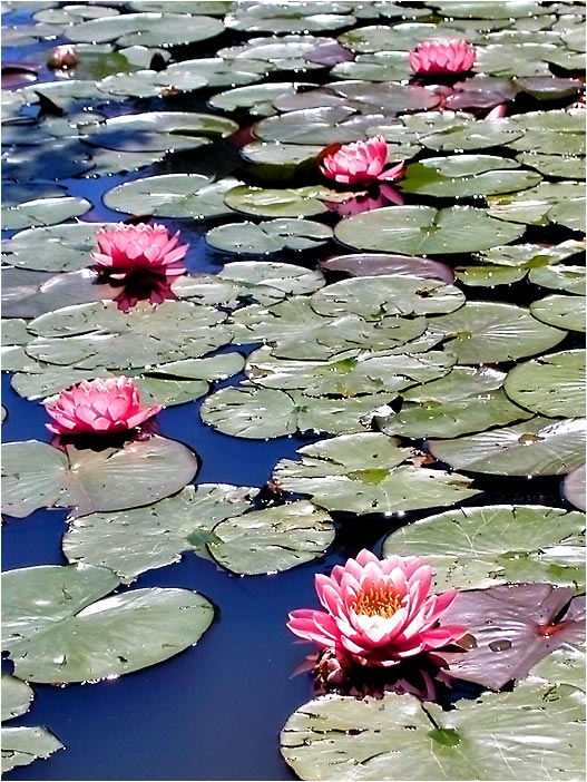 Lilies on the Pond