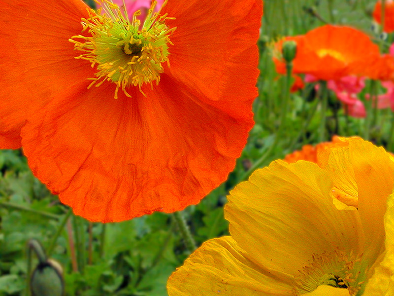 30 Sept 04 - more poppies