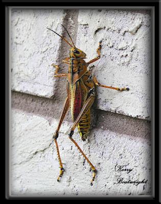 Grasshopper on side of our house