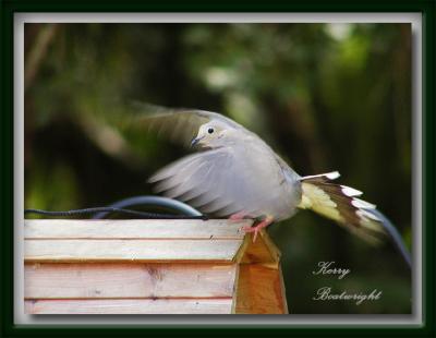 Mourning Dove landing on roof of bird feeder