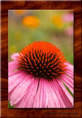 u36/photodane/medium/32237842.20040801coneflower.jpg