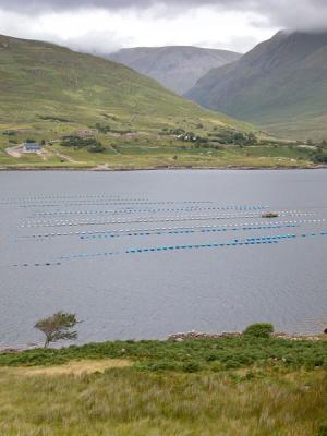 Clams Fishery - Killary Fjord (Co. Galway)