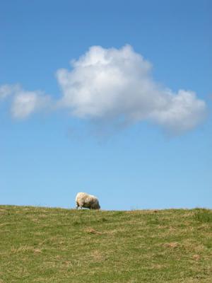 Fluffy sheep beneath a fluffy cloud, just out of Maas  (Co. Donegal)