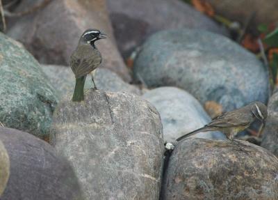 Black Throated Sparrows 0804-1j  Papago Park, AZ