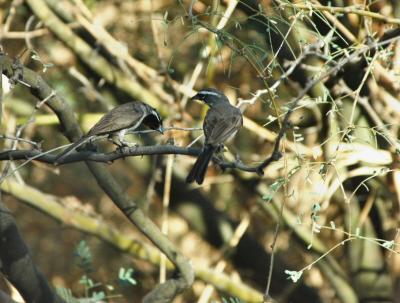 Black Throated Sparrows 0804-2j  Papago Park, AZ