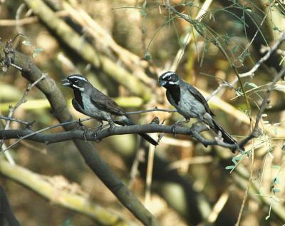 Black Throated Sparrows 0804-3j  Papago Park, AZ