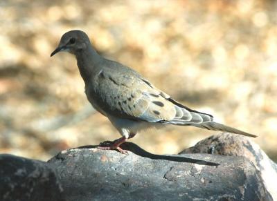 Mourning Dove 0804-1j  Papago Park, AZ