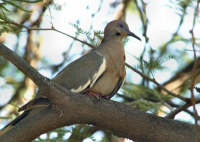 White Winged Dove  0804-2j  Papago Park, AZ