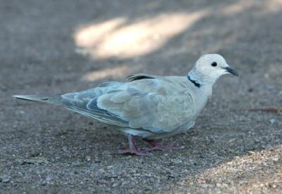 Ringed Turtle Dove 0804-1j  Papago Park, AZ