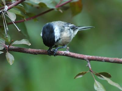 Black Capped Chickadee Opening a Seed  0804-5j  Yard