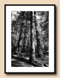 Tall Trees Monochrome