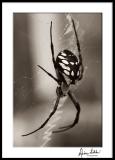 Orb Spider on Web