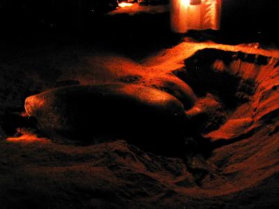 9:30 pm. a turtle digs a nest before laying her eggs. For perspective, note the guide standing above.