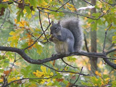Western Gray Squirrel - Sciurus griseus