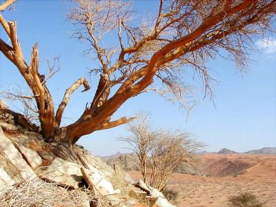 Thorn tree above our camp.