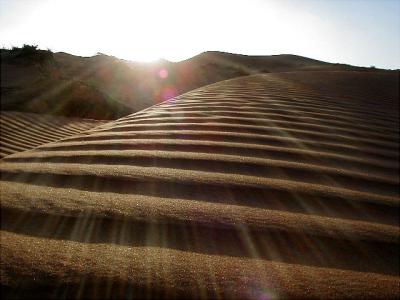 Looking towards the sun along the dune top.