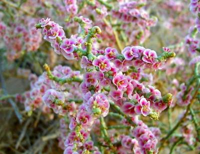 The flowering plants were just trailing off, but we found this one still in bloom.