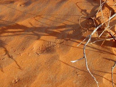 Tracks every where in the morning, but all of them small -- we saw a kangaroo rat quite close to the camp.